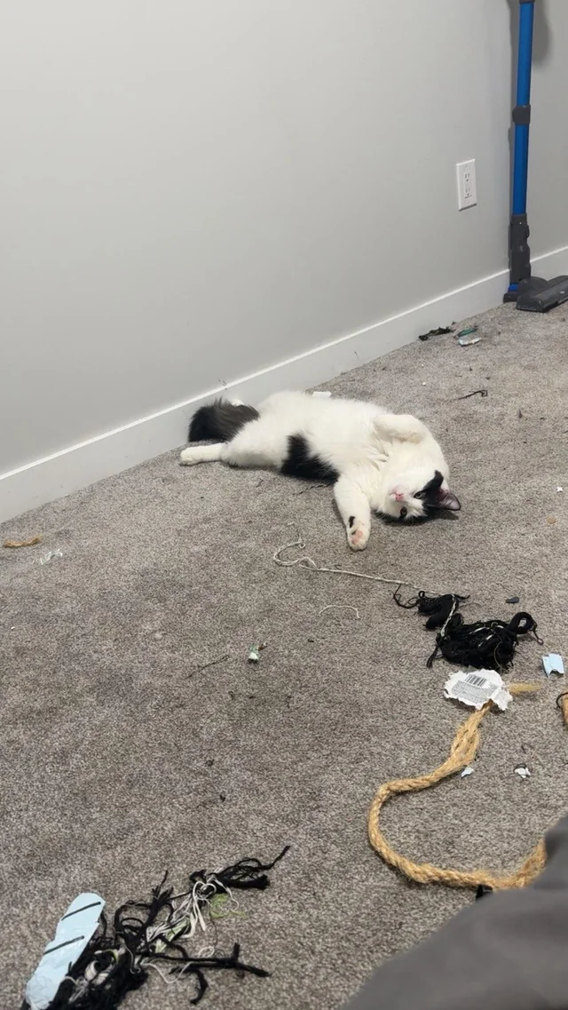 Lost Cat in Chappell Creek
