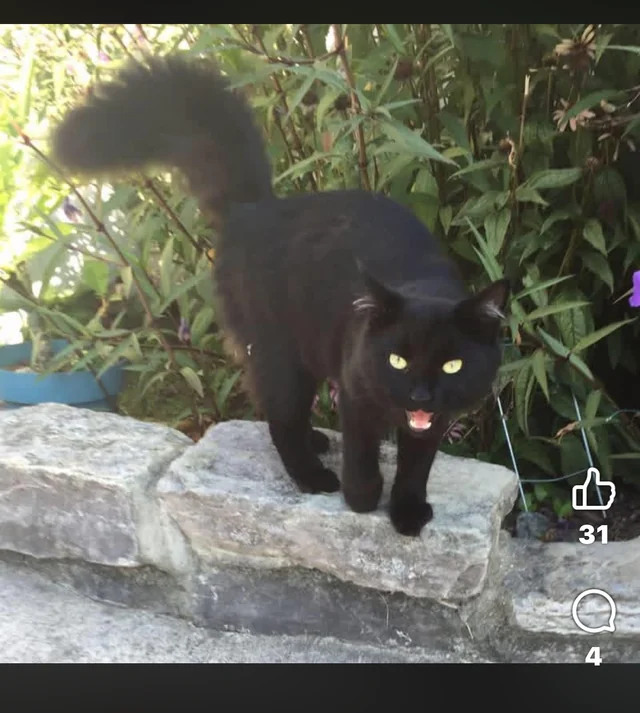 Lost Cat in East Ridge