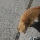Found cat