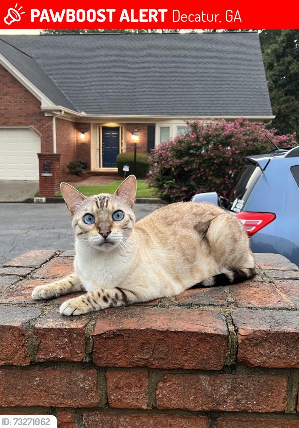 Lost cat