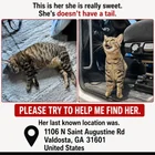 Lost Cat in Valdosta