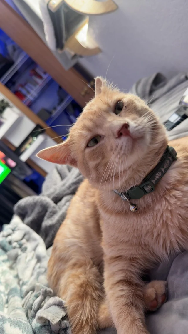 Lost cat