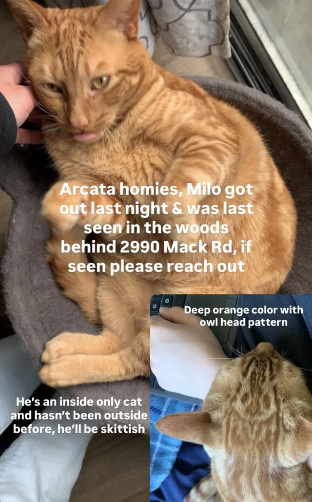 Lost Cat in Arcata