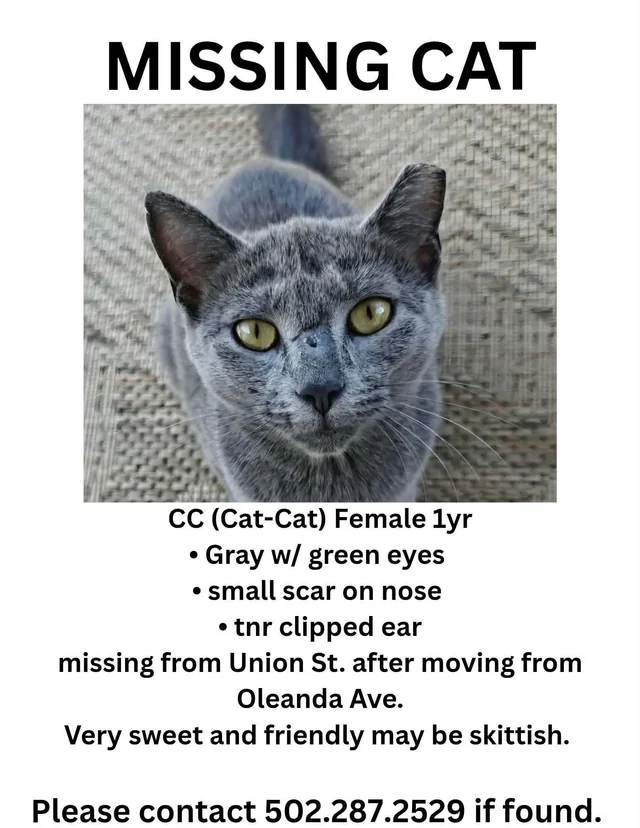 Lost Cat in Louisville
