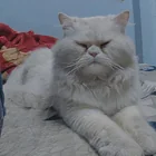 Lost Cat in Indore