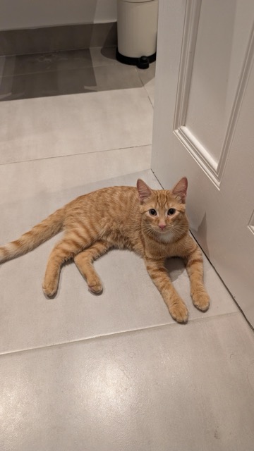 Found cat