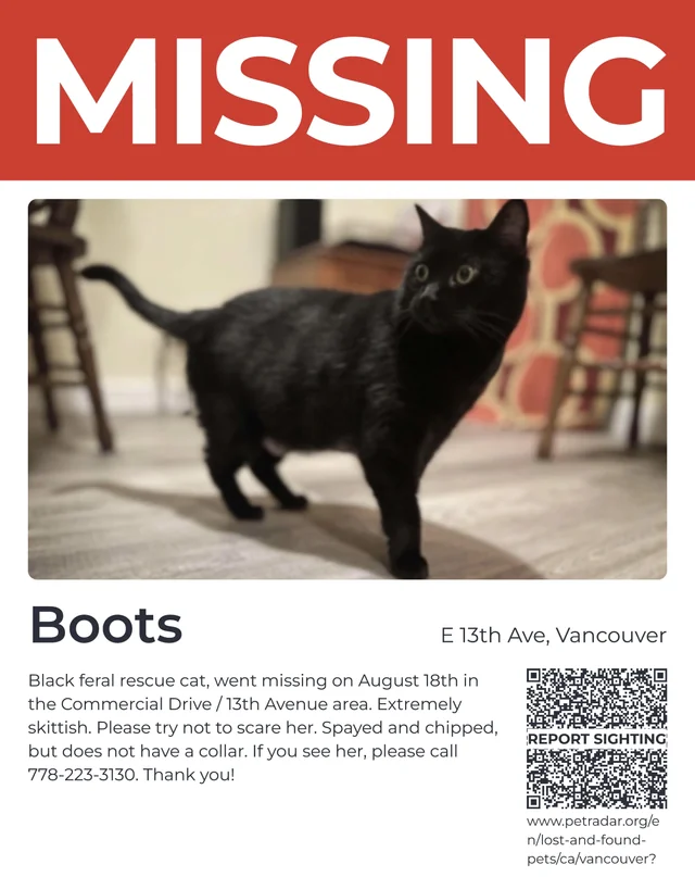 Lost cat