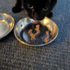 Found cat