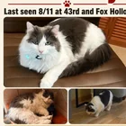 Lost Cat in Eugene