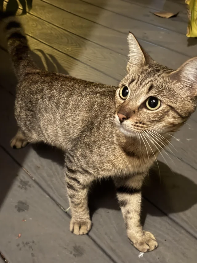 Found cat