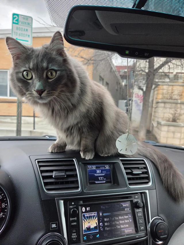 Lost cat