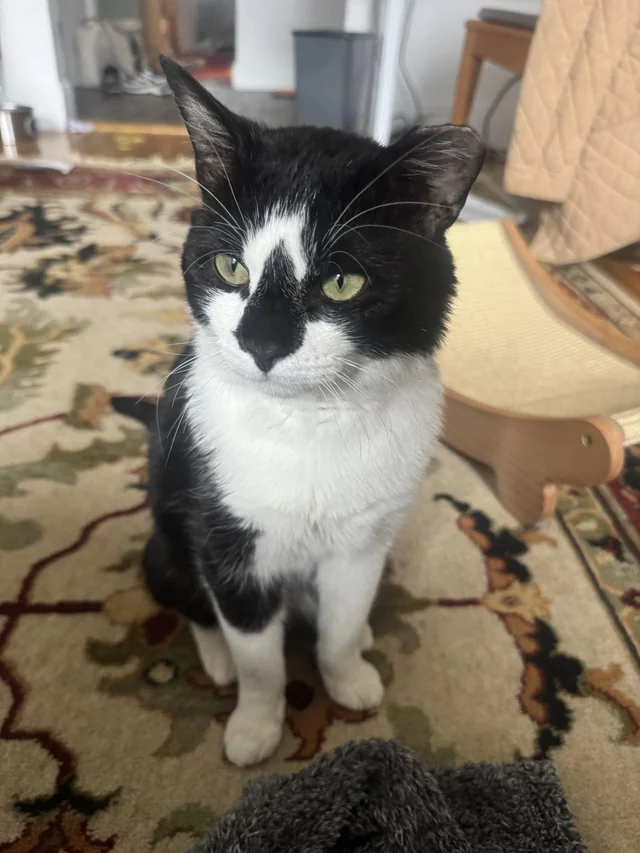 Lost Cat in Los Angeles