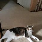 Lost Cat in Rolla