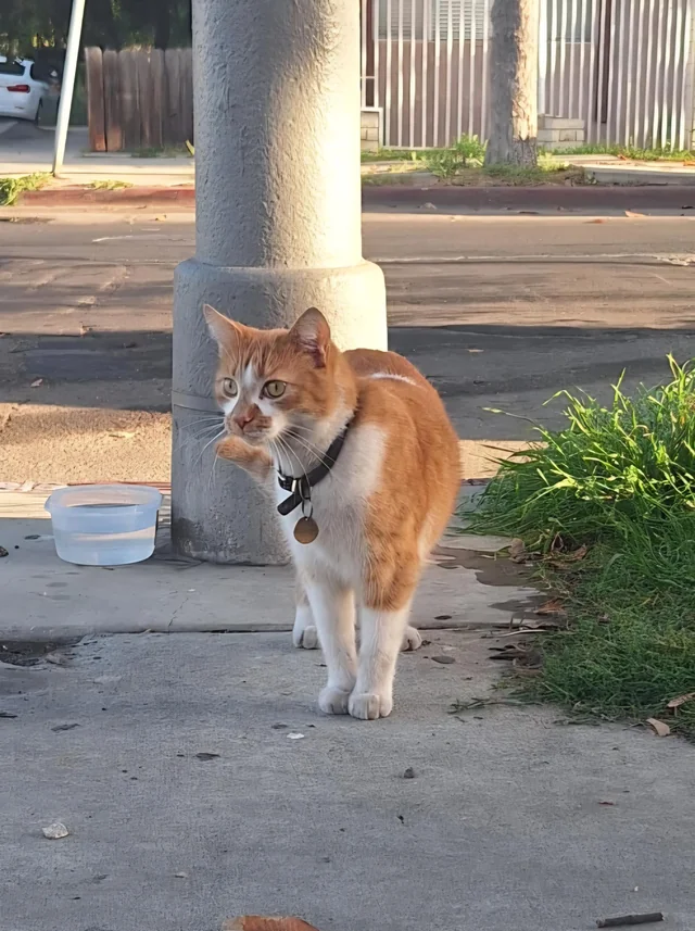 Lost Cat in Long Beach