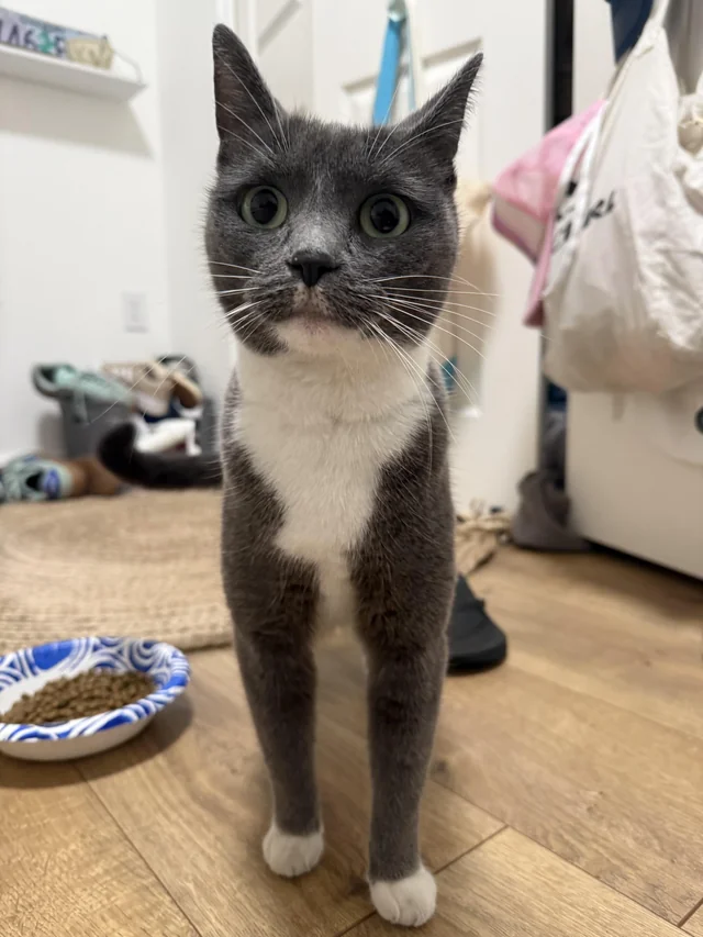 Found cat