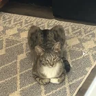 Lost Cat in Vacaville