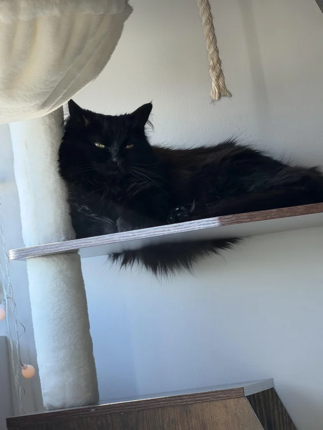 Lost cat