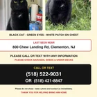 Lost Cat in Clementon