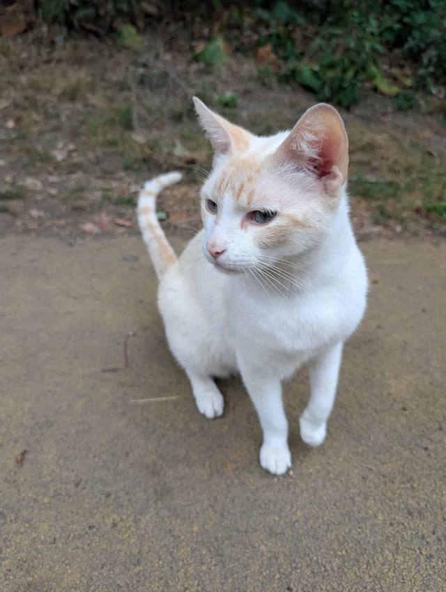 Found Cat in Somerville
