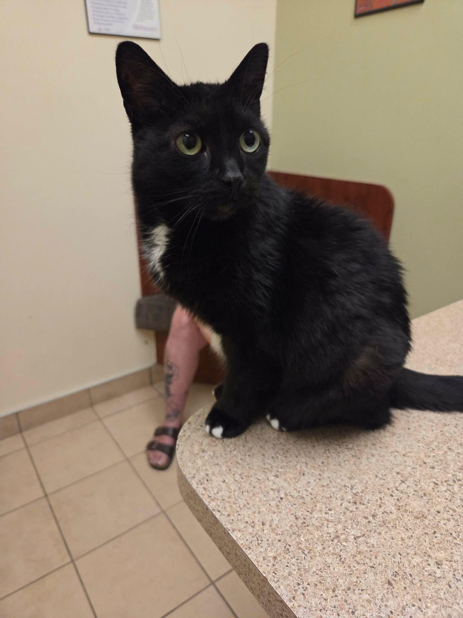 Lost Cat in Orleans