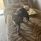 Lost Cat in Fort Wayne