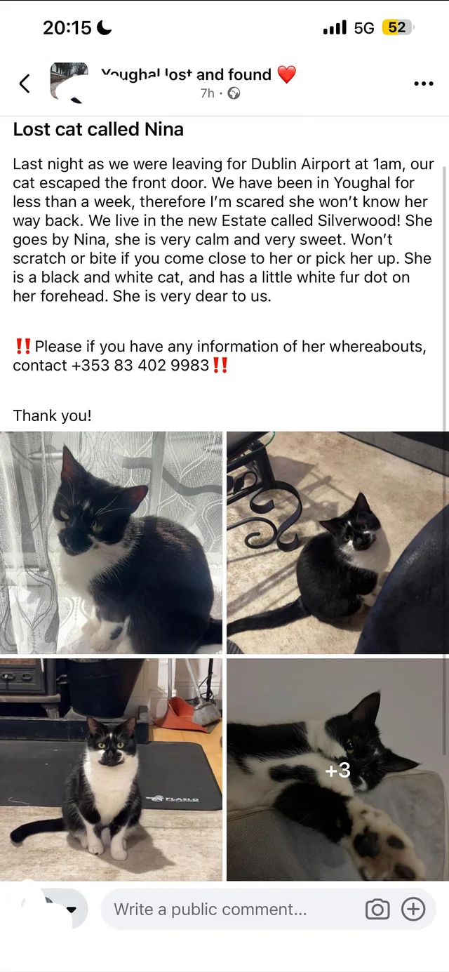 Lost cat