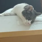 Lost Cat in Czech Republic