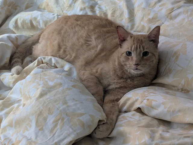 Lost cat