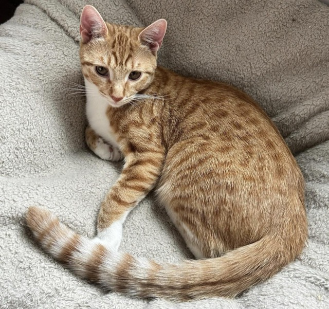 Lost Cat in Brooklyn