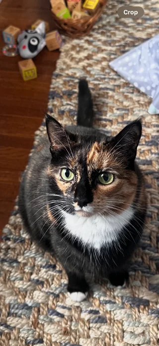 Lost cat