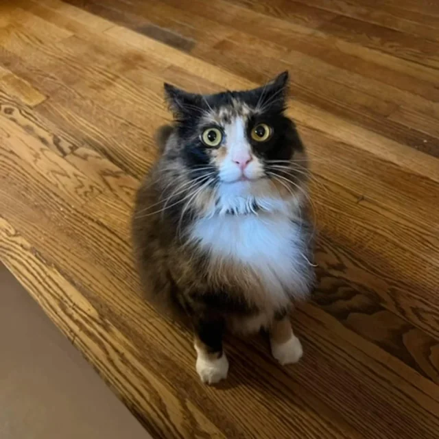 Lost cat