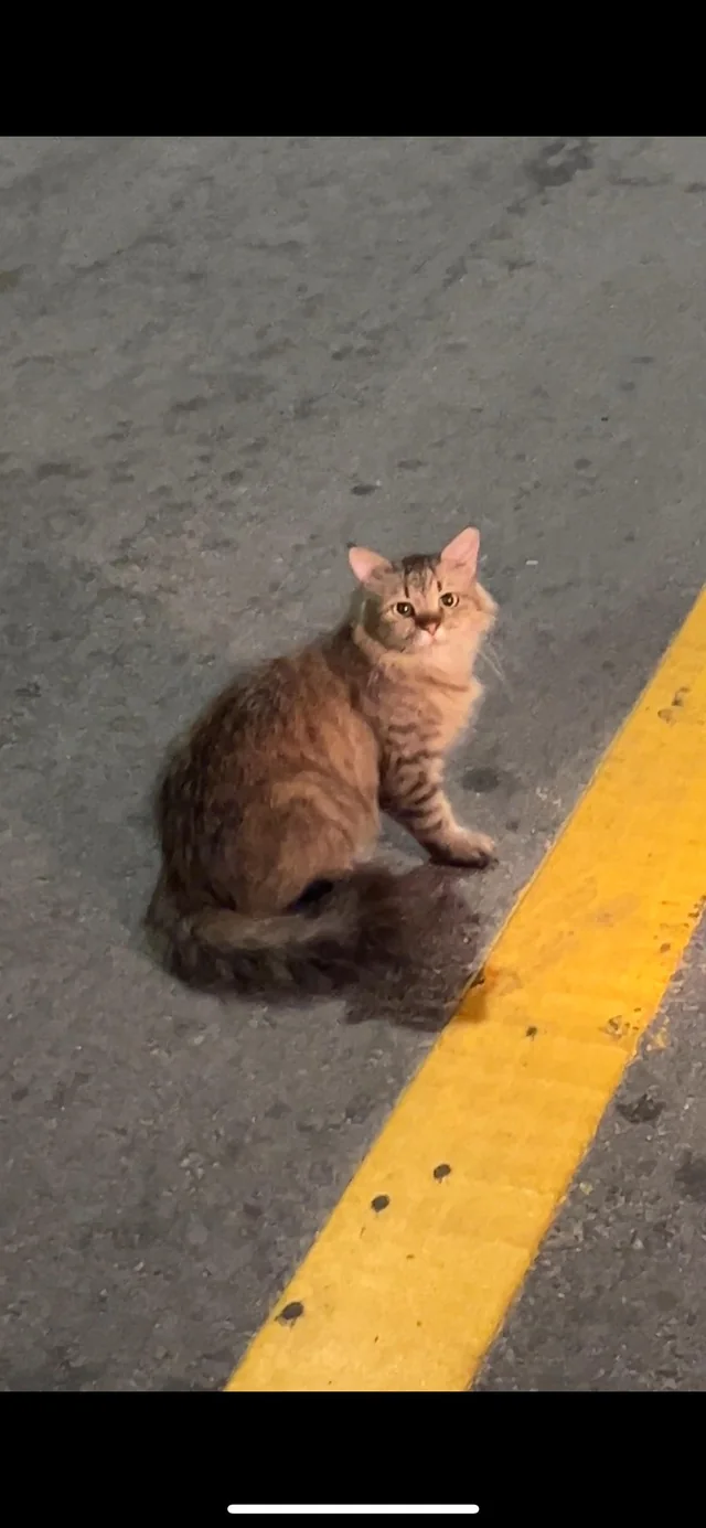Found cat