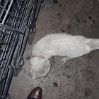 Found cat
