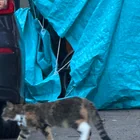 Found Cat in New Haven