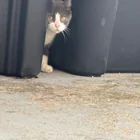 Found cat