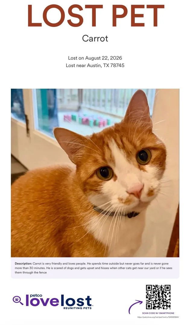 Lost Cat in Austin