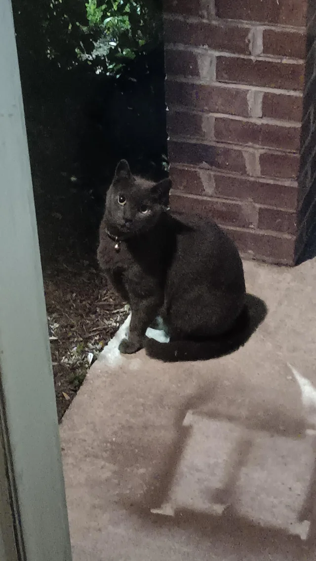 Found Cat in Norfolk