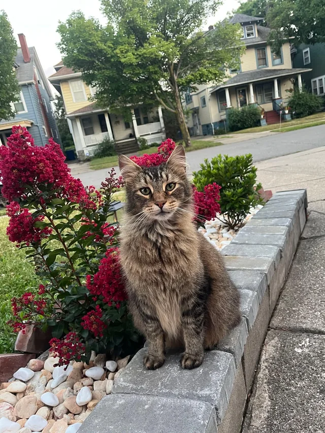 Lost cat