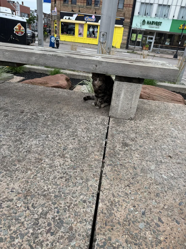 Found cat