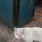 Found cat