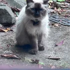 Found cat