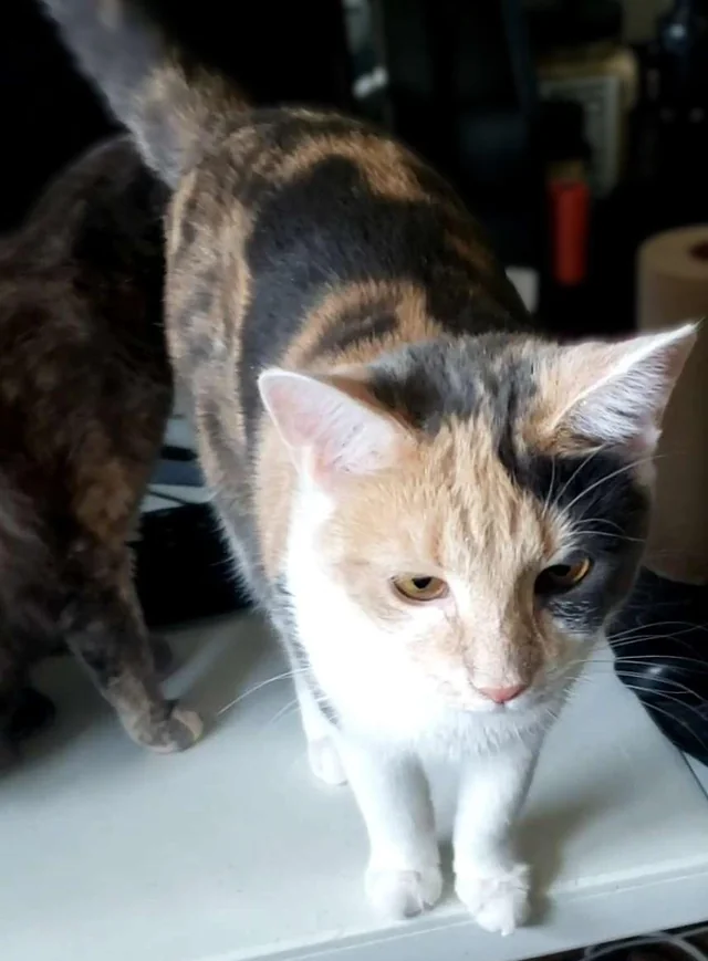 Lost cat