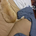 Found cat