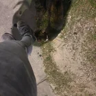 Found Cat in Tampa