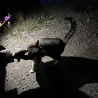 Found cat