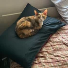 Lost Cat in Plainsboro