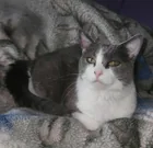 Lost Cat in Westover