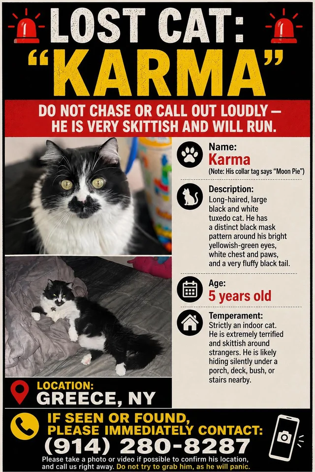 Lost Cat in Greece