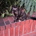 Found Cat in Pasadena