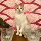 Lost Cat in Seattle